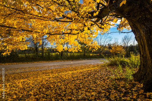 abstract view of colorful fall foliage