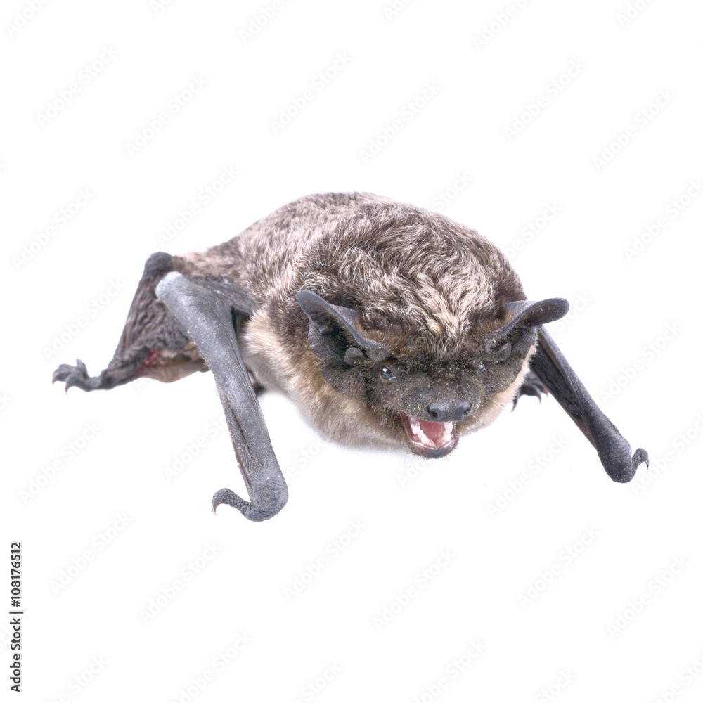 Obraz premium Angry bat on a white background