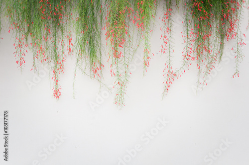 white wall background with firecracker plant above photo