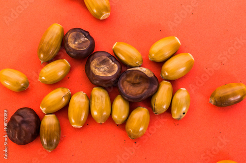 acorns and chestnuts on a red background