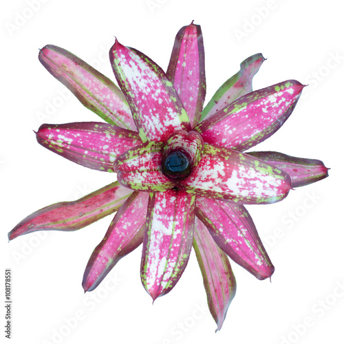 Slika na platnu bromeliad (neoregelia christmas light) isolated on white backgro