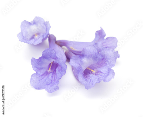 Tableau sur toile jacaranda flowers isolated