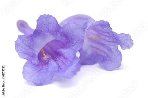 jacaranda flowers isolated photo