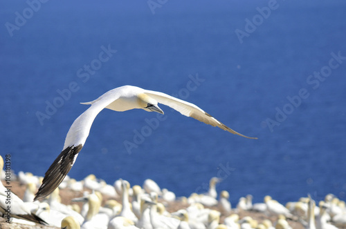 Colony of Northern Gannets sunbathing off Bonaventure Island Quebec, Canada. The Northern Gannet (Morus bassanus) is a seabird and is the largest member of the gannet family, Sulidae  photo