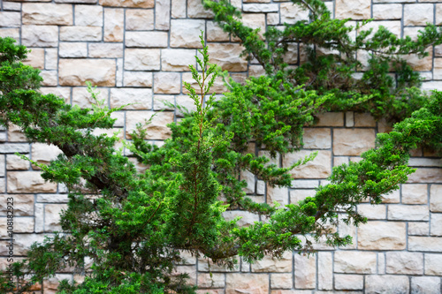 Ornamental shrubs thuja on the background wall