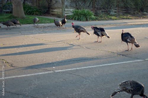 Wild turkeys crossing a road
