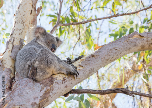 Fototapeta Naklejka Na Ścianę i Meble -  Koala sitting, sleeping in eucalyptus tree on tropical Magnetic Island, Australia