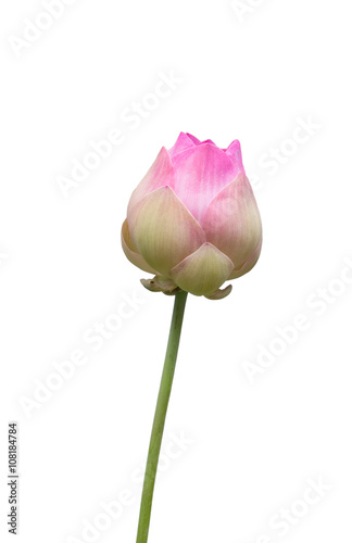 Pink lotus flower bud isolated on white background