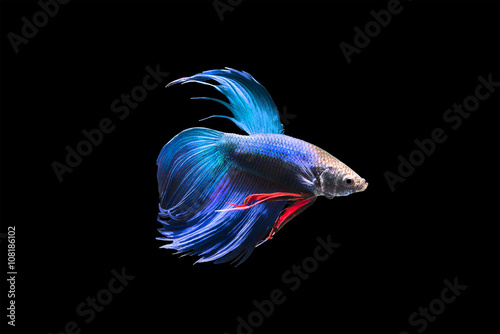 Betta fish isolated on black background