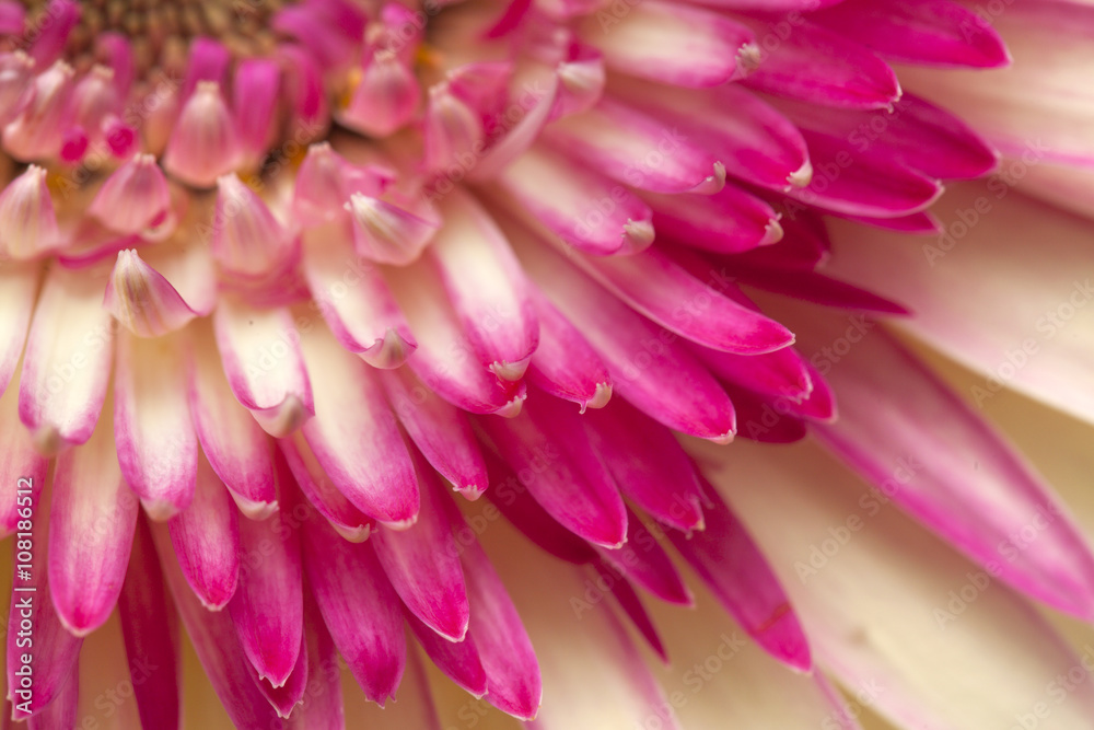 white and magenta gerbera