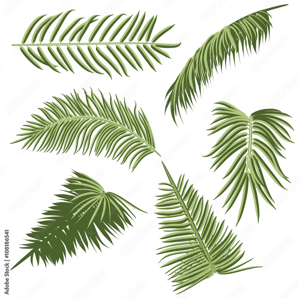 Green Palm Leaves