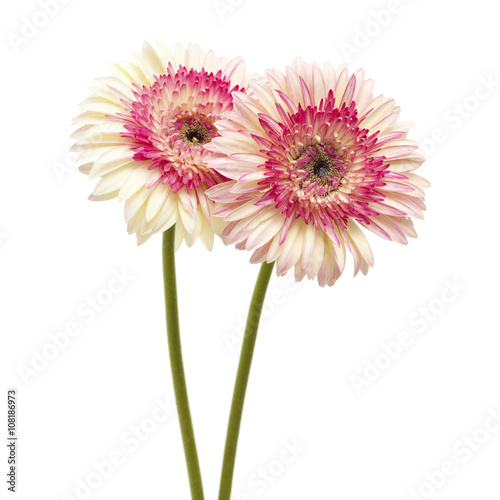 white and magenta gerbera