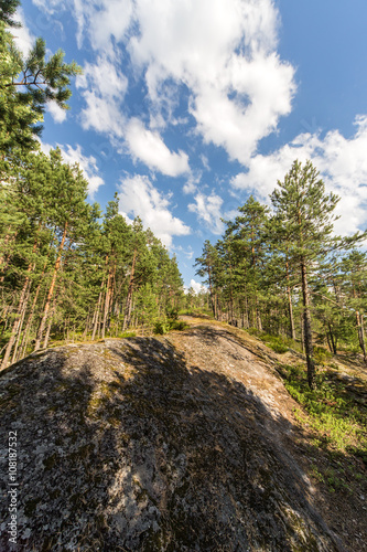 rocks in a sunny summer forest