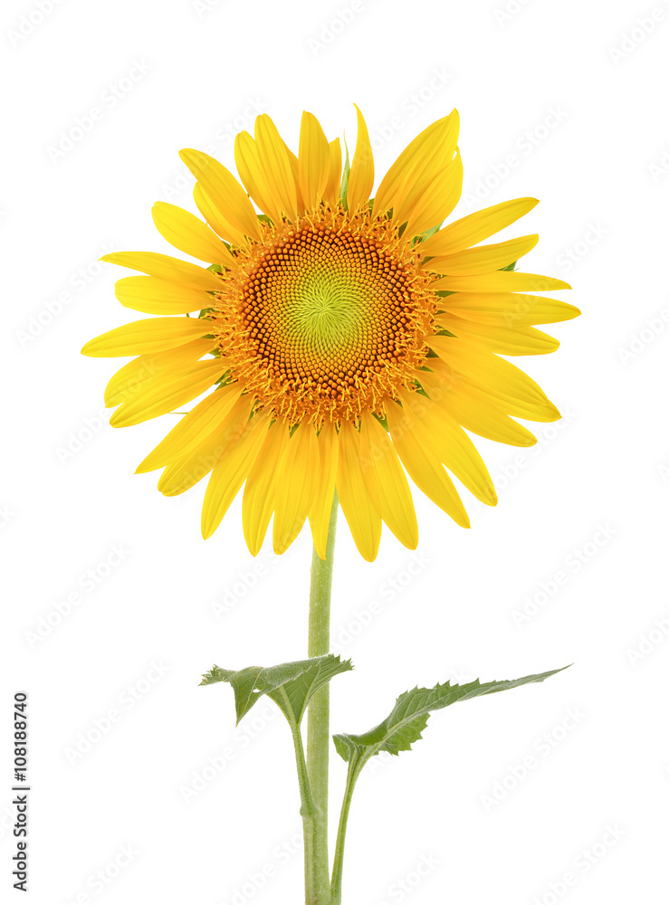 Fototapeta premium sunflower on white background