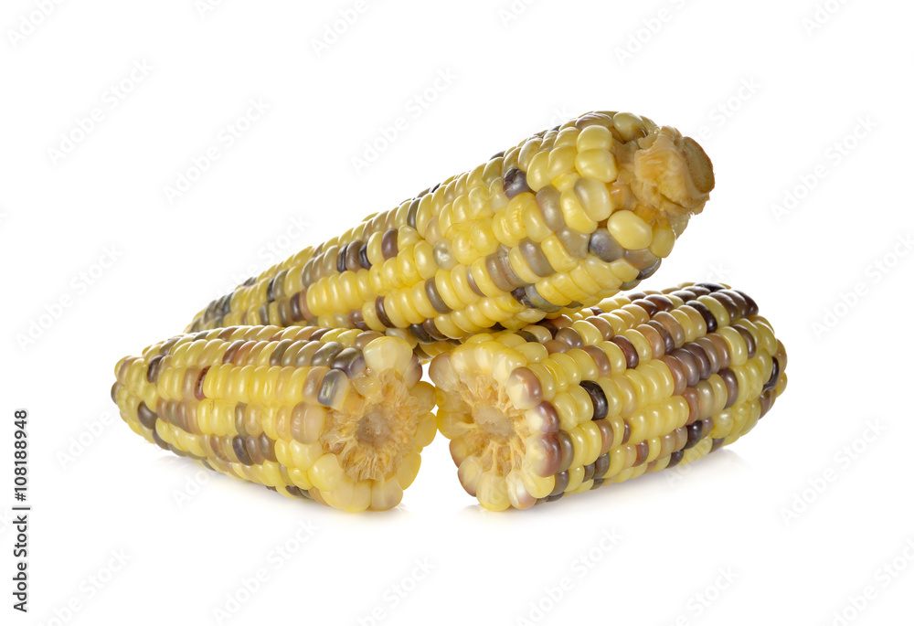 boiled white corn or glutinous corn on white background boiled white corn or glutinous corn on white background