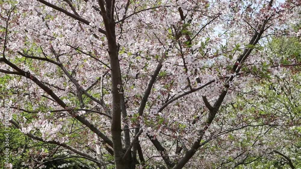 Snow that fall dance petals of cherry blossoms(japan) Snow that fall dance petals of cherry blossoms(japan)
