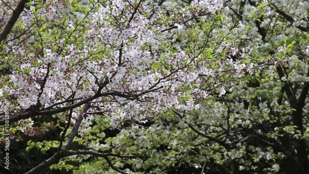 Snow that fall dance petals of cherry blossoms(japan) Snow that fall dance petals of cherry blossoms(japan)