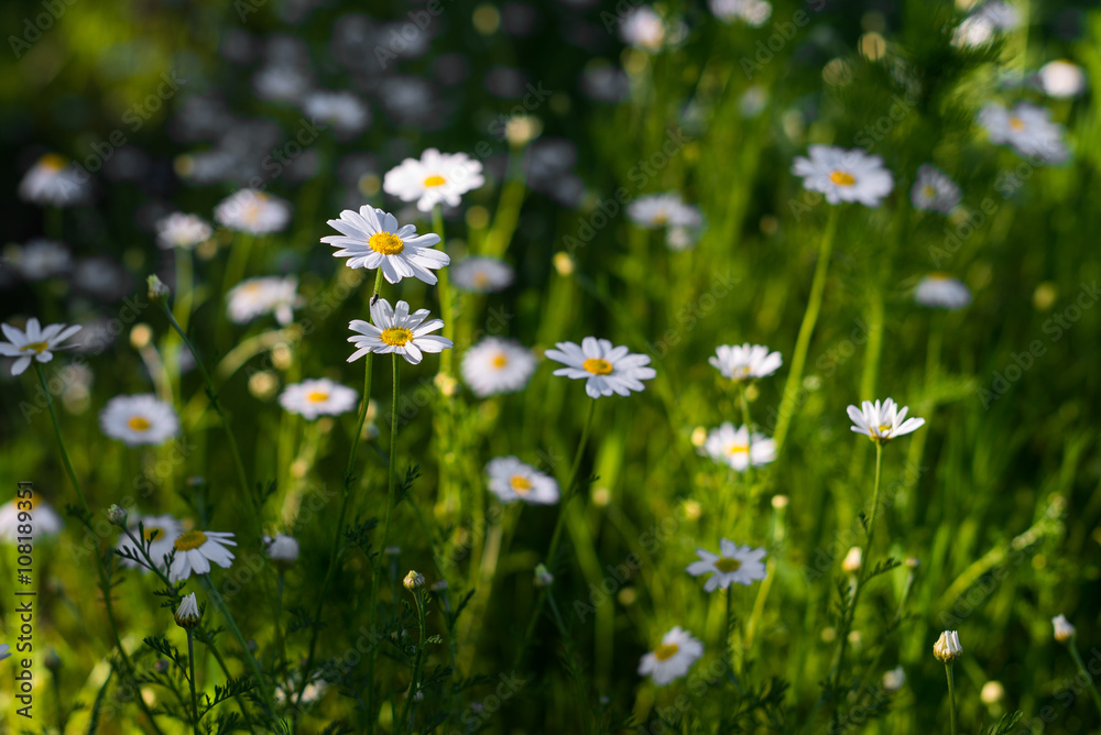 Spring and summer blurred background of selective focus blossoming white camomile flowers on the green meadow at sunny day. Natural and fresh organic backdrop wallpaper Spring and summer blurred background of selective focus blossoming white camomile flowers on the green meadow at sunny day. Natural and fresh organic backdrop wallpaper