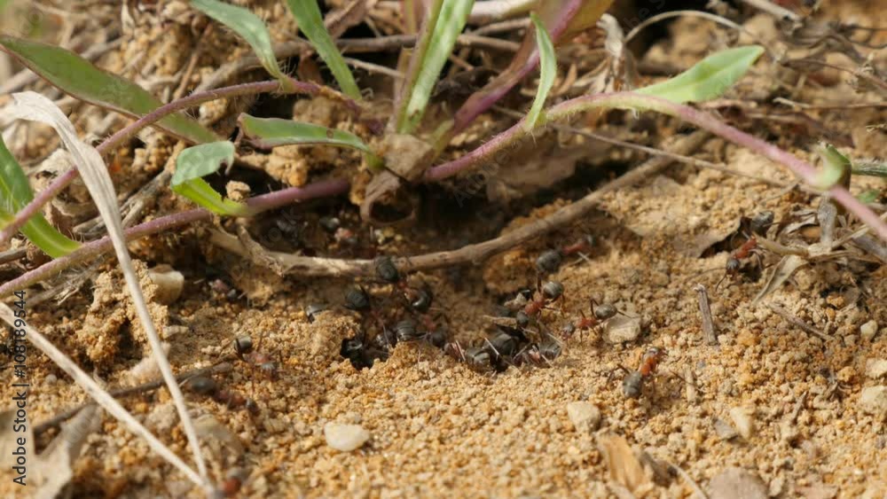 Under plant disturbed ant colony in the soil moving fast 4K 3840X2160 UltraHD video - Black ants formicary moving fast and working 4K 2160p 30fps UHD footage Under plant disturbed ant colony in the soil moving fast 4K 3840X2160 UltraHD video - Black ants formicary moving fast and working 4K 2160p 30fps UHD footage