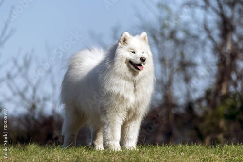 Samoyed dog standing on hilltop