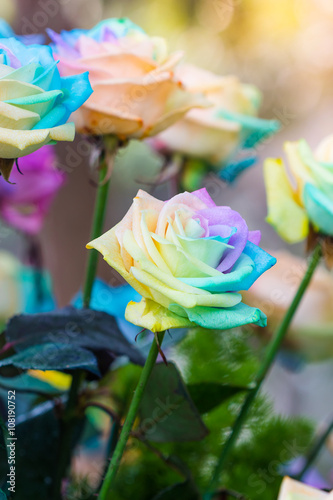Colorful of rainbow roses flower. Macro of rainbow roses with mu © artpritsadee