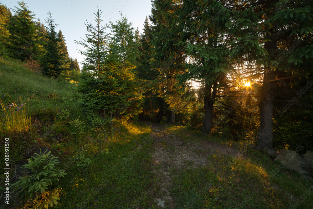 Fototapeta premium Green summer forest at early morning