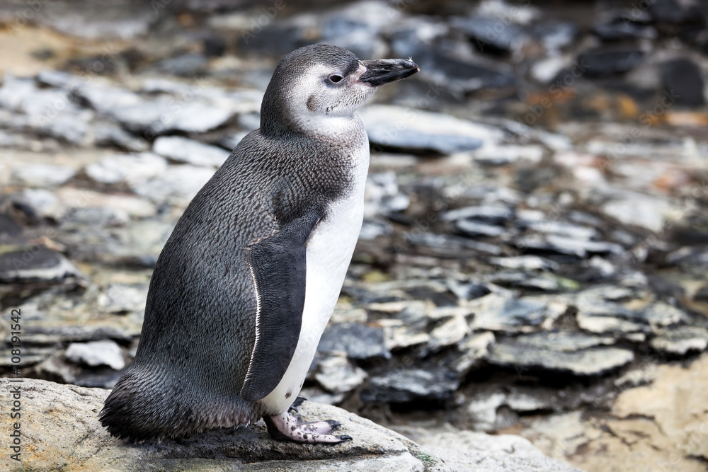 Fototapeta premium Magellanic Penguin