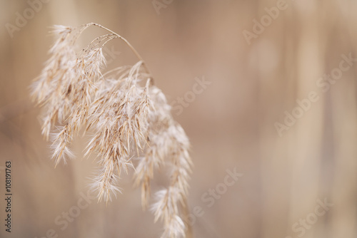 dry wild grass on meadow in early spring, vintage toned