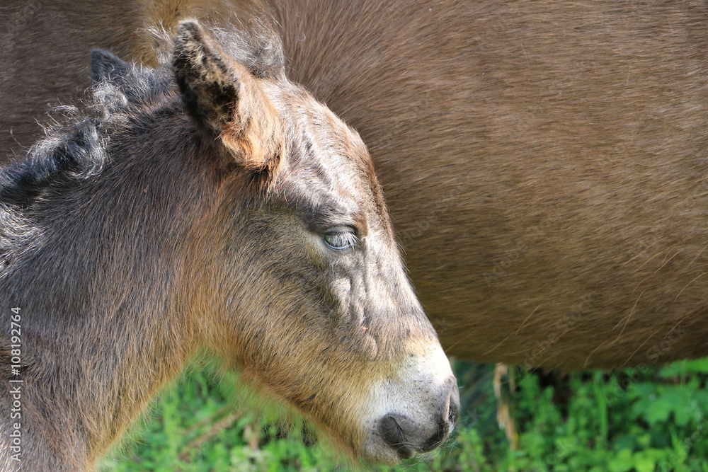 Fototapeta premium 仔馬