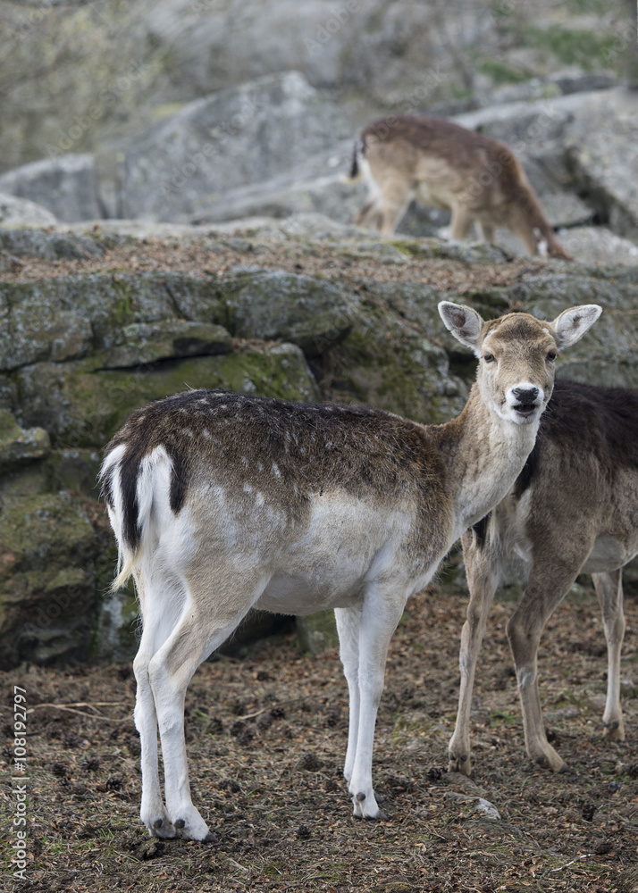 Deer Deer