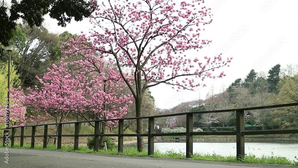 Cherry trees and the boat of Sendagaya (japan) Cherry trees and the boat of Sendagaya (japan)