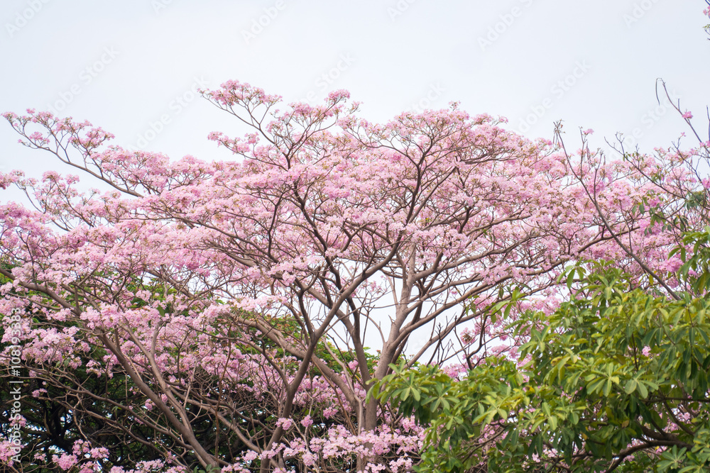 pink trumpet tree (Tabebuia heterophylla) in garden pink trumpet tree (Tabebuia heterophylla) in garden