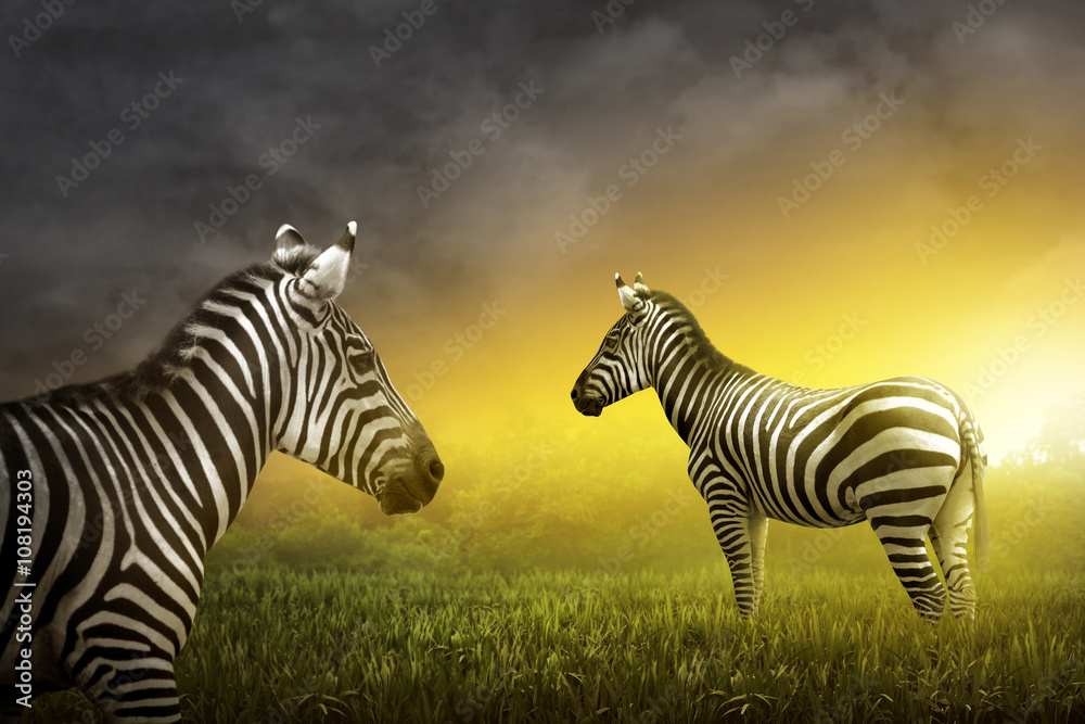 Fototapeta premium Two zebra on the grassland