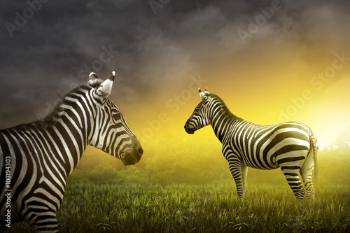 Two zebra on the grassland