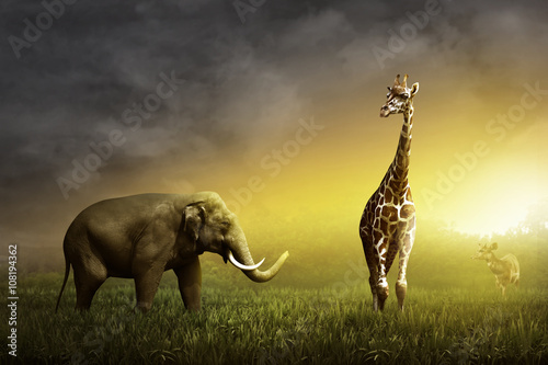 Photography Elephant, Giraffe, and Deer on the grassland