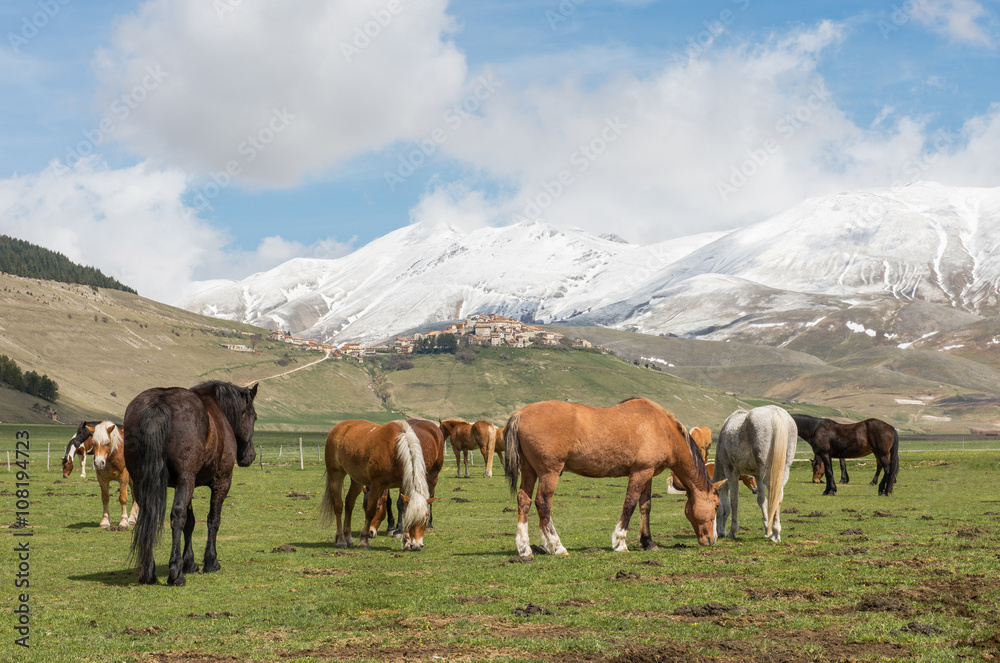 Obraz premium Cavalli a Castelluccio di Norcia, Umbria