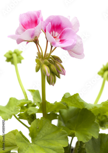Fototapeta Naklejka Na Ścianę i Meble -  magenta geranium isolated