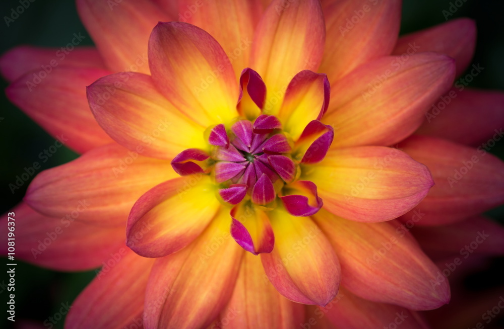 Closeup of a Beautiful Dahlia Flower in Yellow Orange Pink 