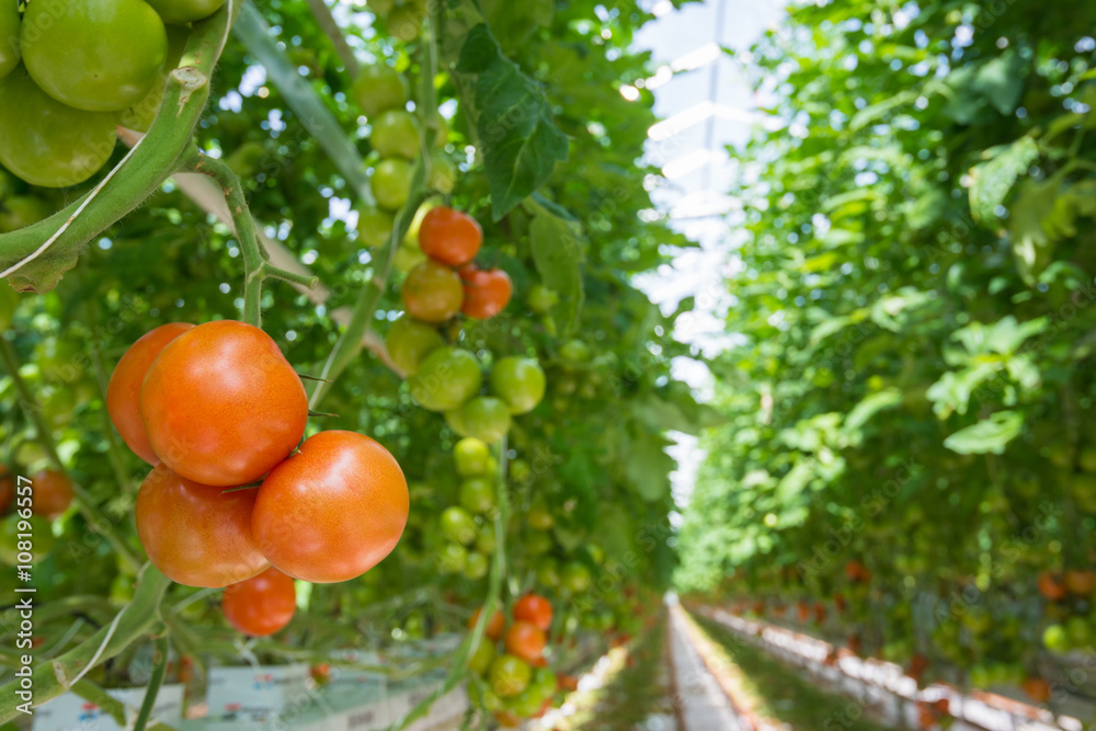 Ripening tomatoes in a Dutch hothouse