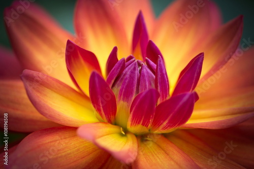 Closeup of a Beautiful Dahlia Flower in Yellow Orange Pink 