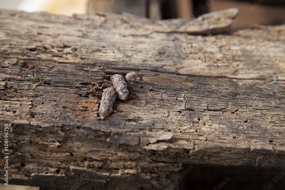 Obraz premium stare drewniane tła