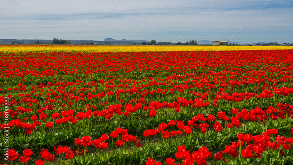 Red field of tulips. Beautiful tulips in the spring. Bright colors of natural flowers. 