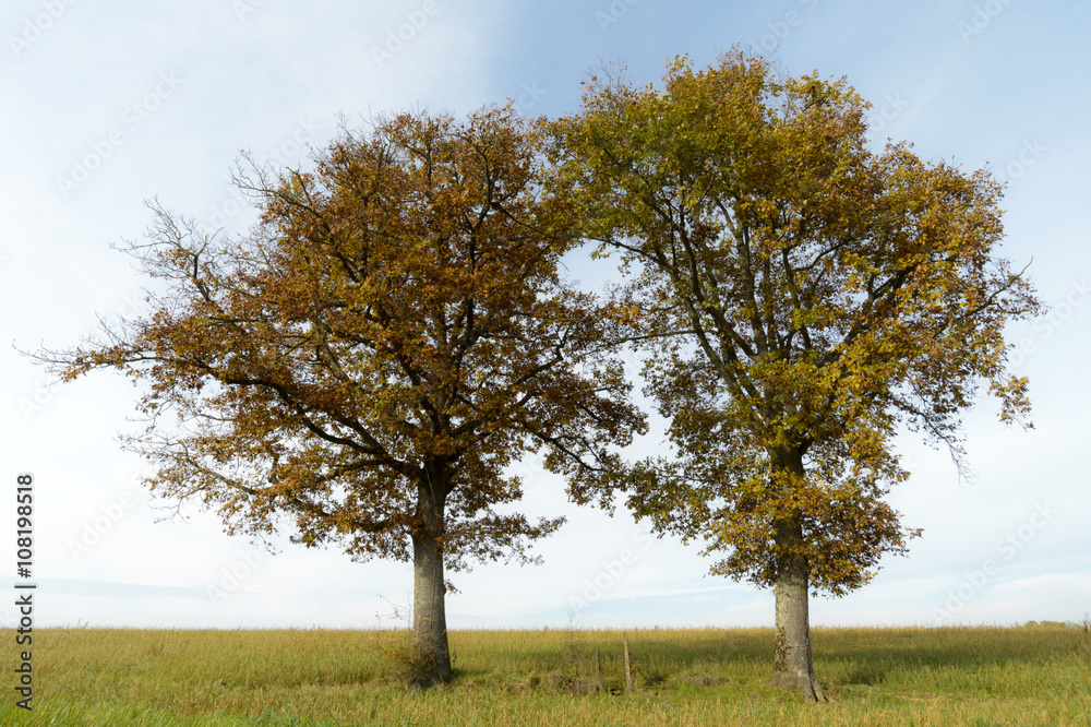 Two trees with autumn foliage in agriculture landscape, Haute Marne, France. Two trees with autumn foliage in agriculture landscape, Haute Marne, France.