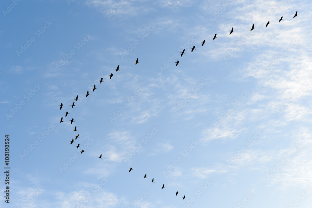 Common cranes (Grus grus) flying against blue sky, Lac du Der, Haute Marne, France. Common cranes (Grus grus) flying against blue sky, Lac du Der, Haute Marne, France.