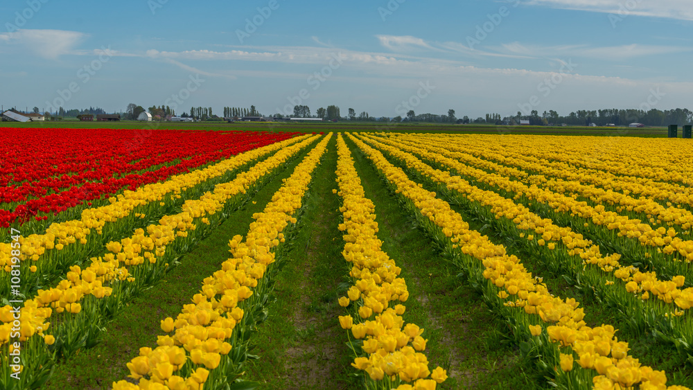Beautiful tulips in the spring. Variety of spring flowers blooming on fields. Bright colors of natural flowers. Multi-colored field of tulips. 