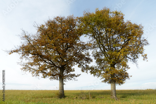 Two trees with autumn foliage in agriculture landscape  Haute Marne  France.