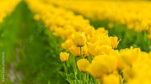 Rows of bright yellow tulips in a field.  Beautiful tulips in the spring. Variety of spring flowers blooming on fields.