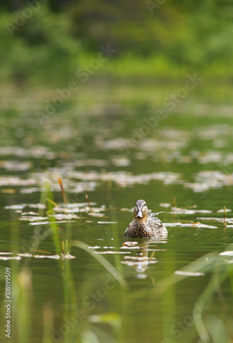 Duck Female on Water Level