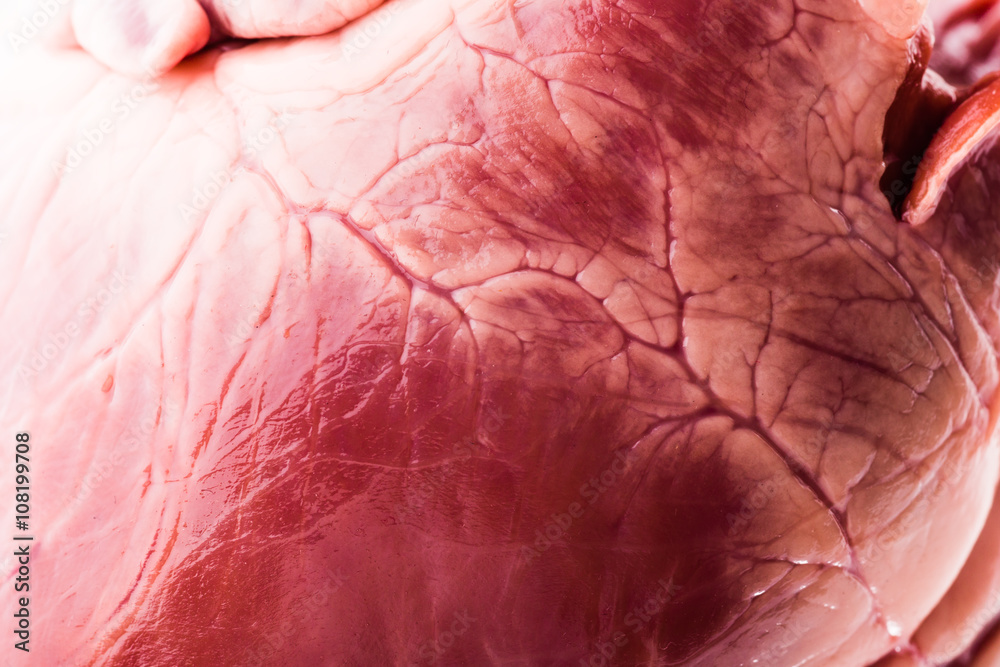 Pig heart on a white background Pig heart on a white background
