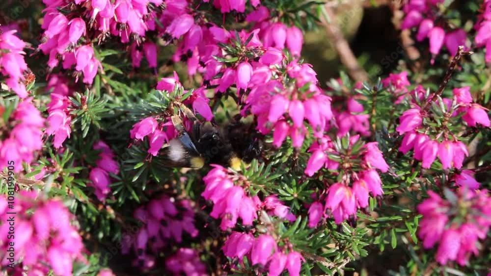 Bumblebee on blooming purple Heather in spring Bumblebee on blooming purple Heather in spring